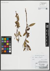 Foto von Salix alba L. x Salix fragilis L.